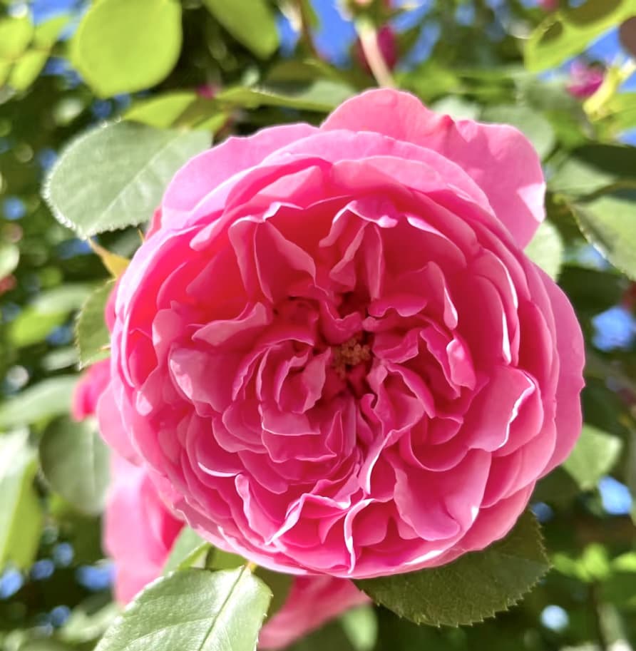 Leonardo da Vinci Climbing Rose – Medium Pink, Continual Blooms