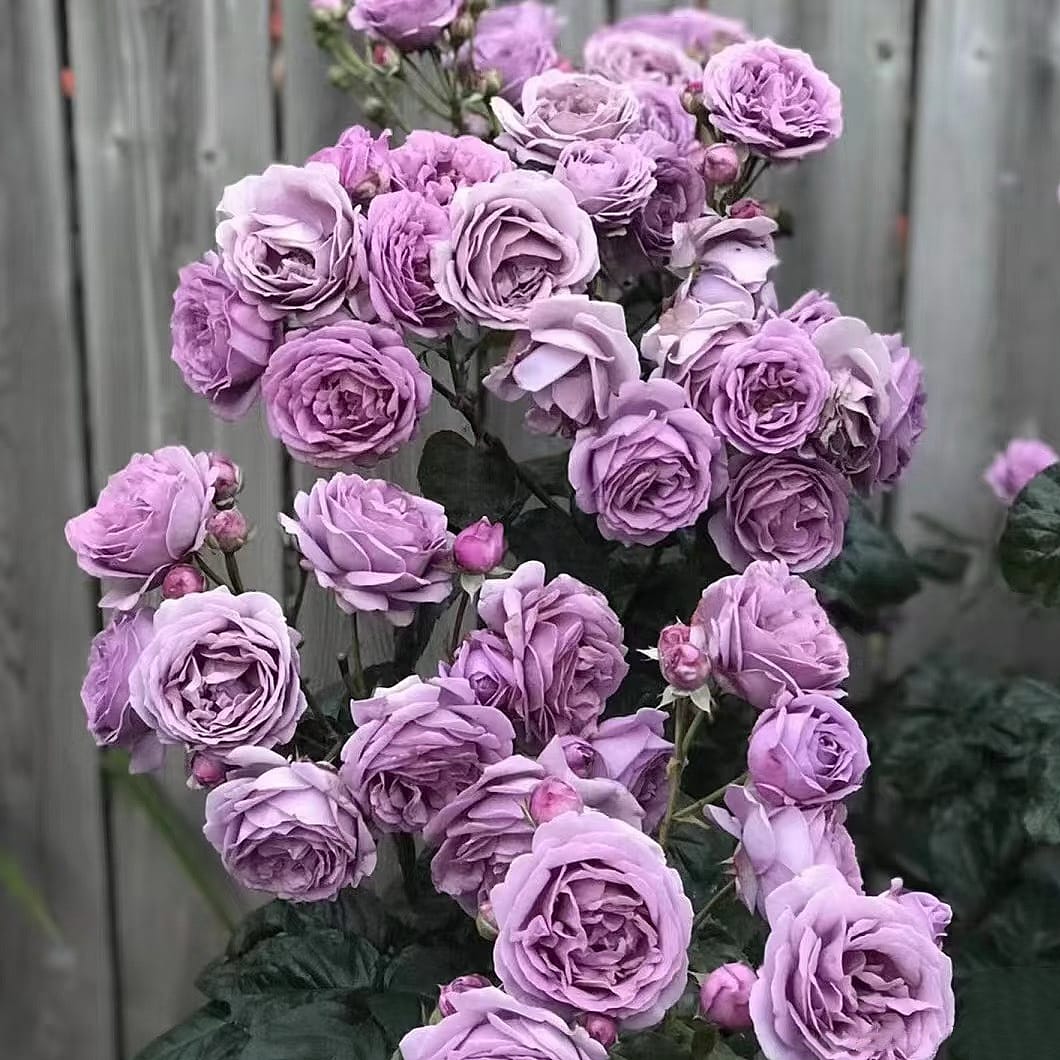 Shinoburedo Bluish Purple Shrub Rose | Buy Online – Lily Spring Roses