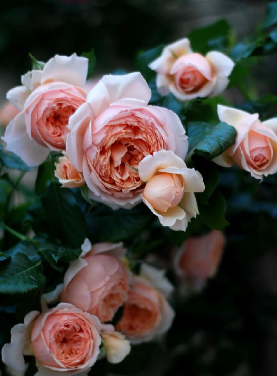 Masora Rose – Coral Pink Shrub Rose with Fruity Fragrance – Lily Spring ...