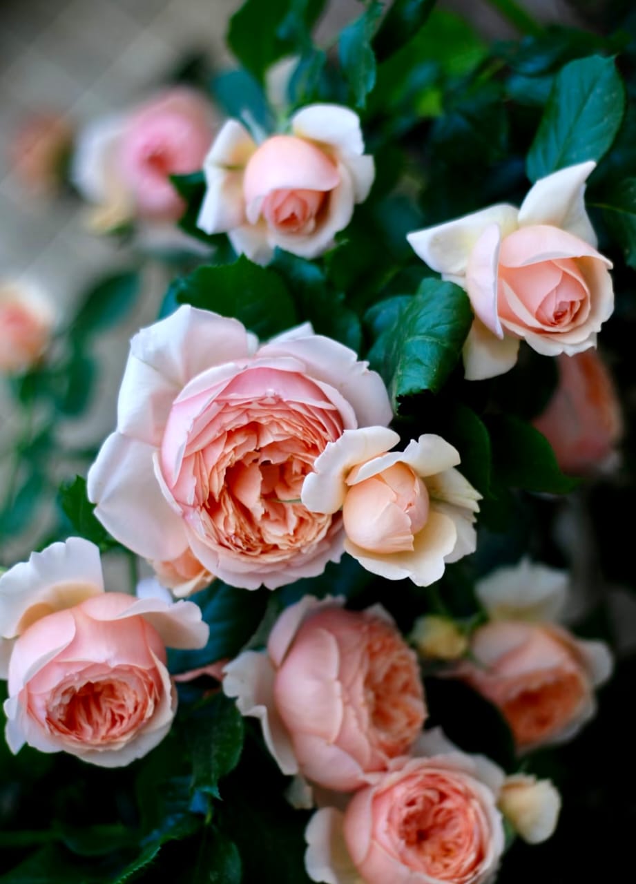 Masora | Japanese Shrub Rose, Strong Heat and Sun Tolerance, Beginner Friendly, Rapid Growth, Own Root/Non-grafted