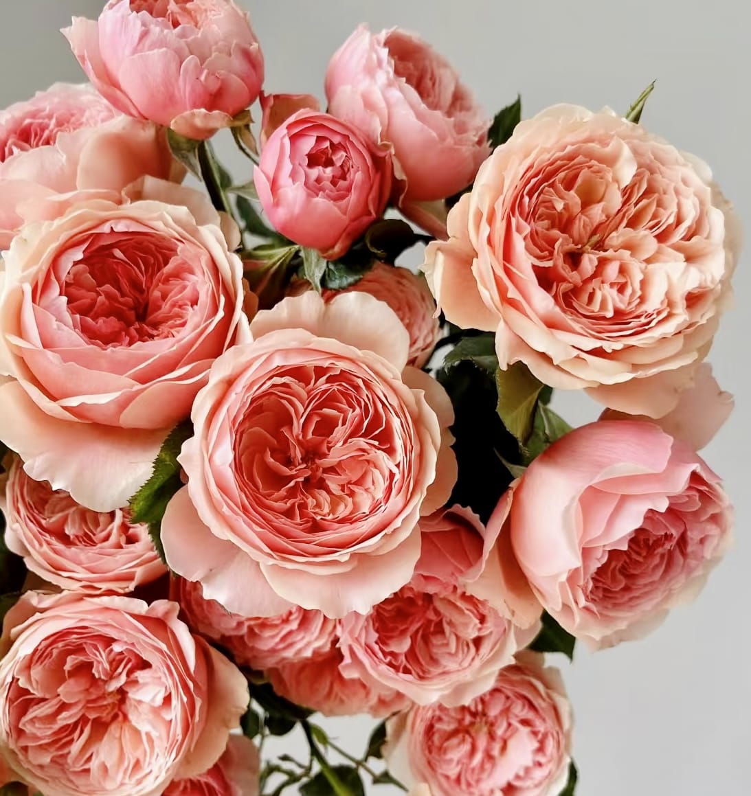 Masora | Japanese Shrub Rose, Strong Heat and Sun Tolerance, Beginner Friendly, Rapid Growth, Own Root/Non-grafted