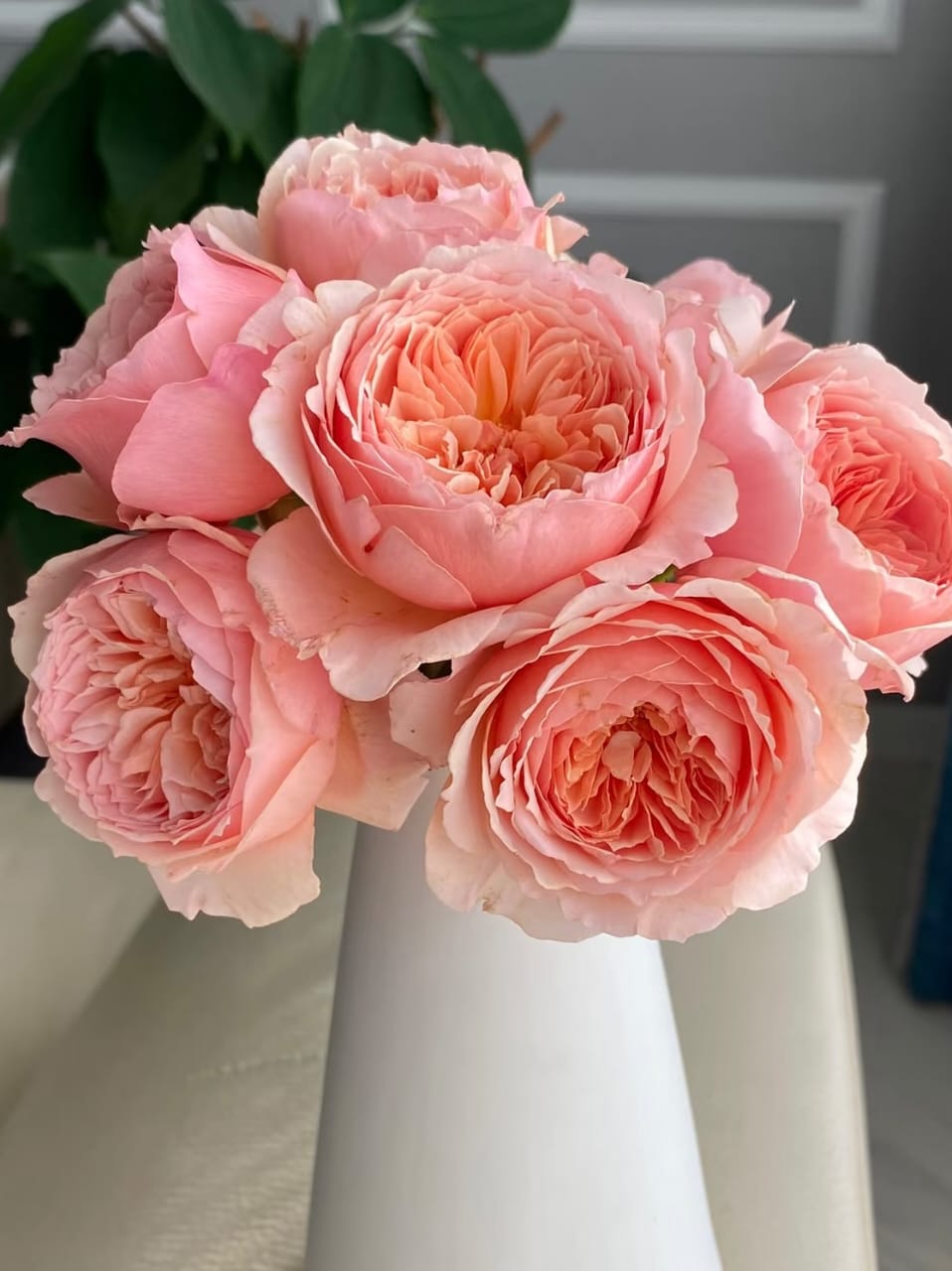 Masora | Japanese Shrub Rose, Strong Heat and Sun Tolerance, Beginner Friendly, Rapid Growth, Own Root/Non-grafted