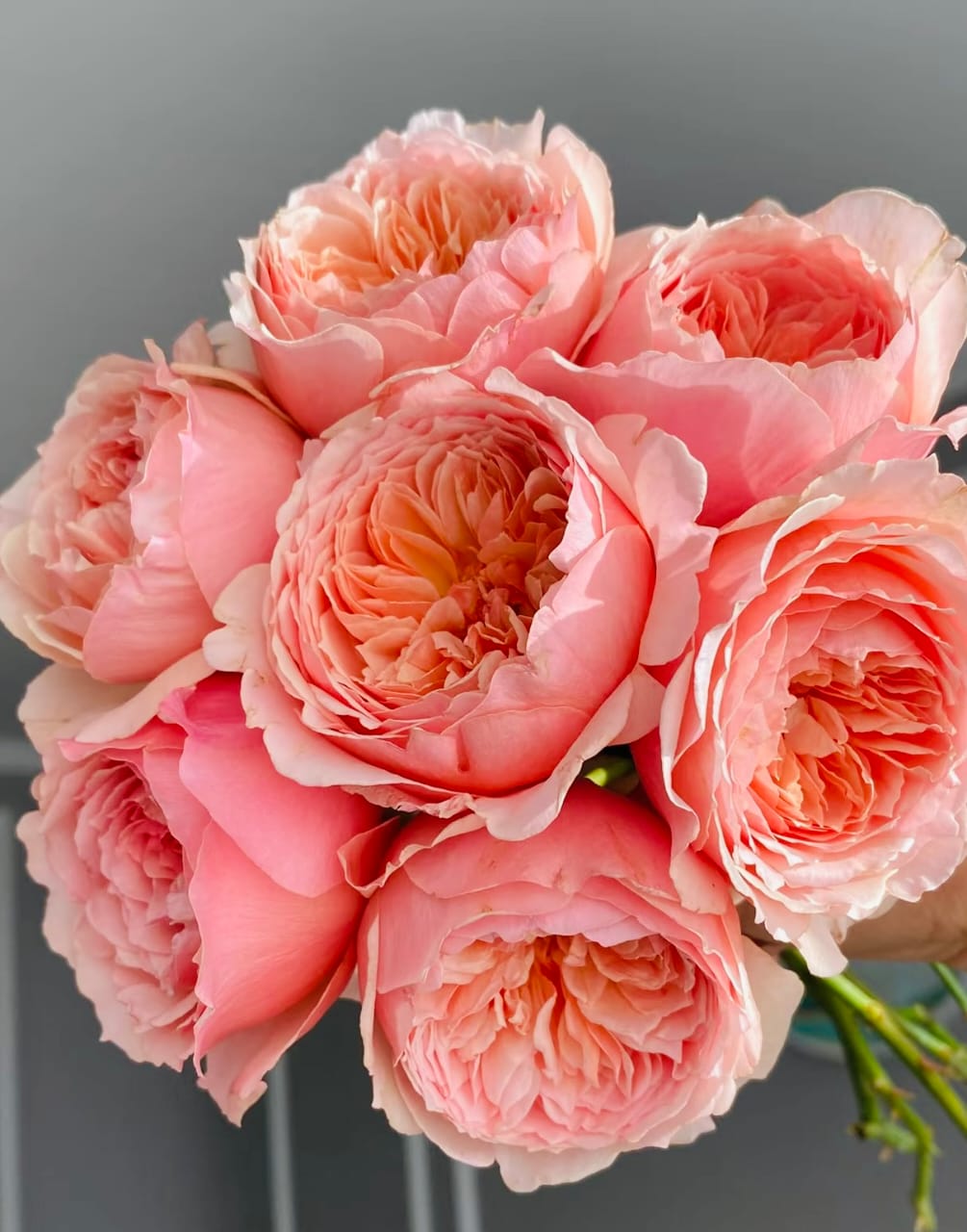 Masora | Japanese Shrub Rose, Strong Heat and Sun Tolerance, Beginner Friendly, Rapid Growth, Own Root/Non-grafted