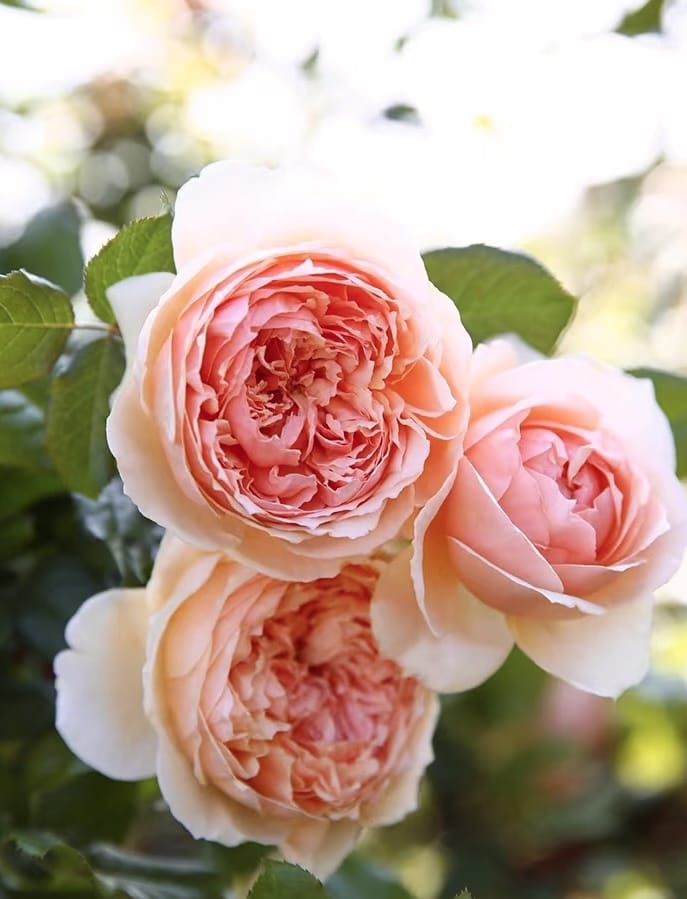 Masora | Japanese Shrub Rose, Strong Heat and Sun Tolerance, Beginner Friendly, Rapid Growth, Own Root/Non-grafted