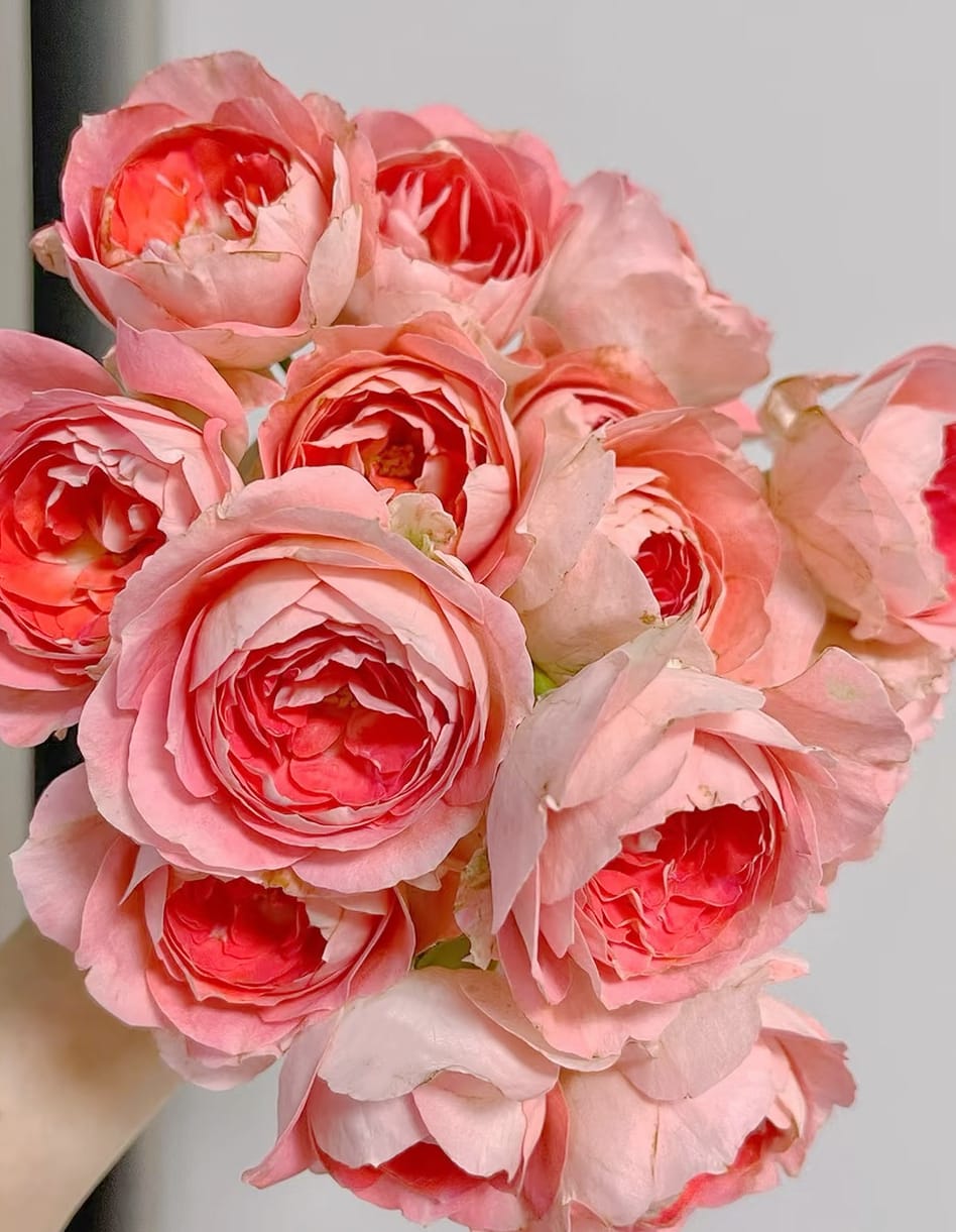 Nova King Terrazza | Container Friendly, Rapid Growth, Blooming Machine, Own Root/Non-grafted