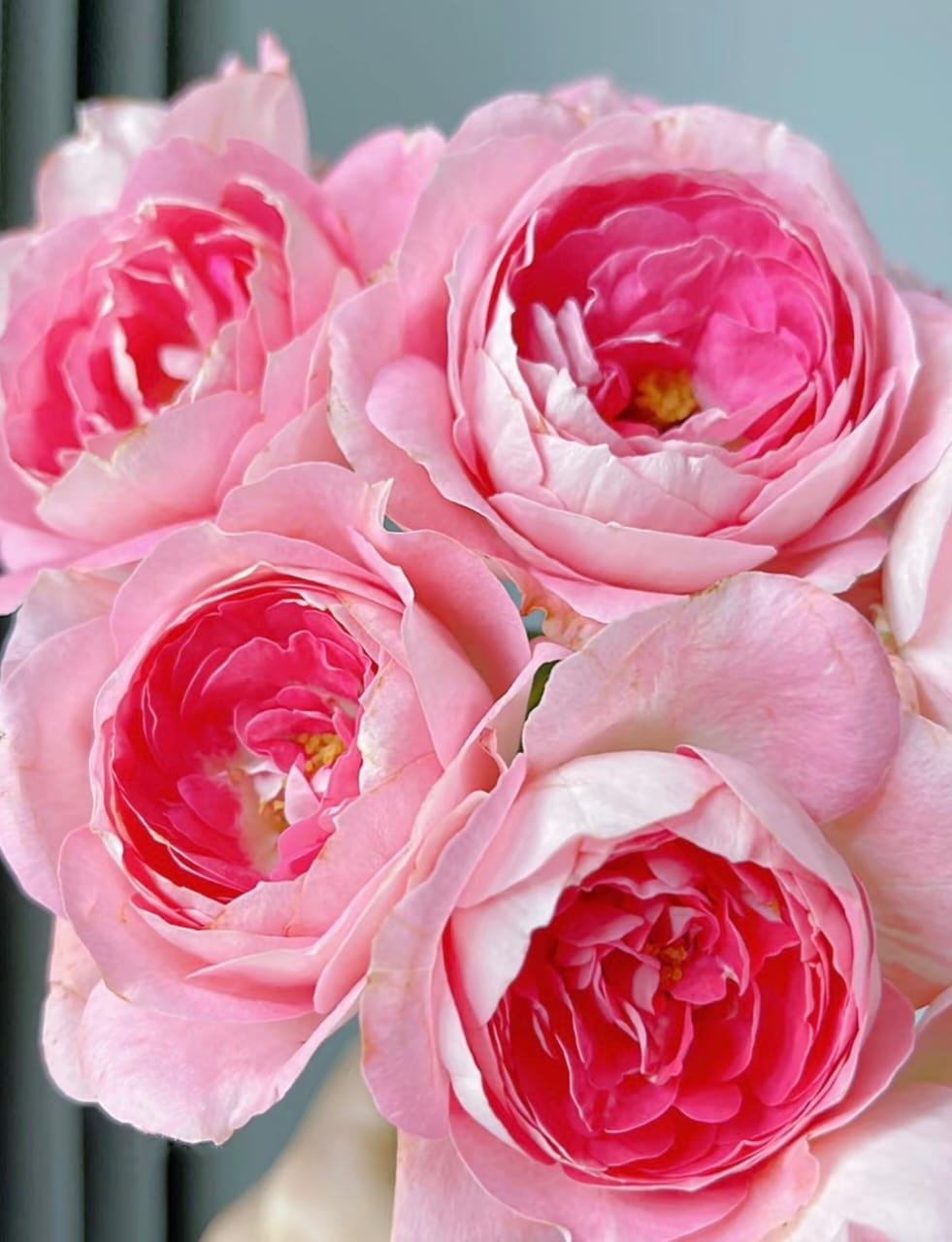 Nova King Terrazza | Container Friendly, Rapid Growth, Blooming Machine, Own Root/Non-grafted