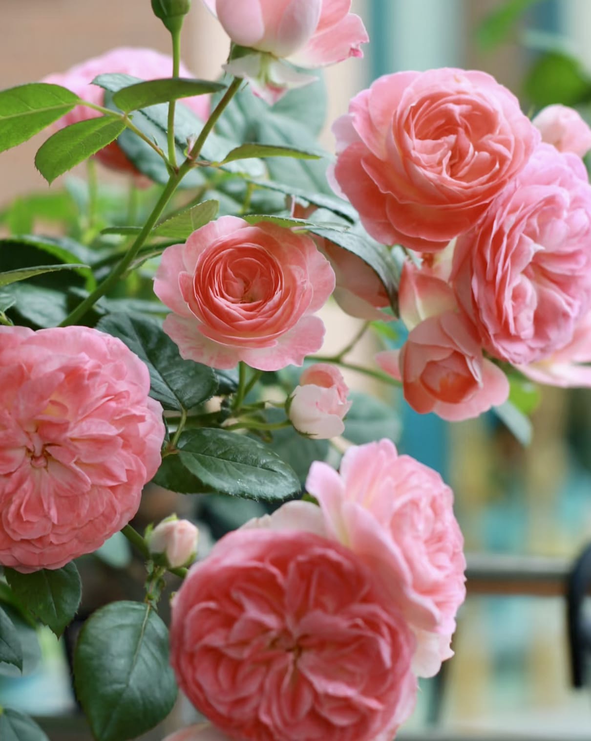 Nova King Terrazza | Container Friendly, Rapid Growth, Blooming Machine, Own Root/Non-grafted