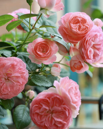 Nova King Terrazza | Container Friendly, Rapid Growth, Blooming Machine, Own Root/Non-grafted