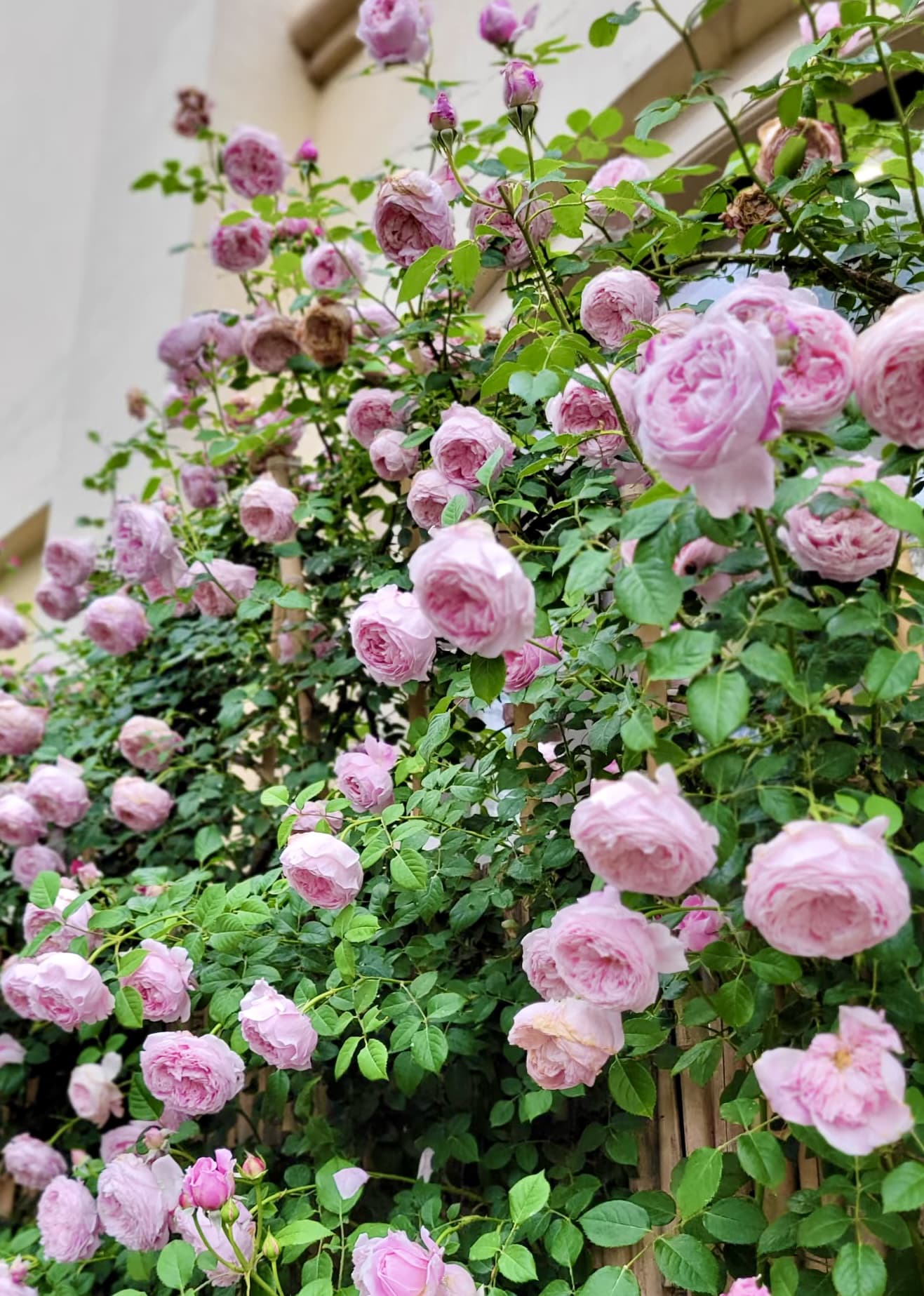 AUSbite English Climbing Rose | Strong Fragrance, Rapid Growth, Strong Disease Resistance, Own Root/Non-grafted