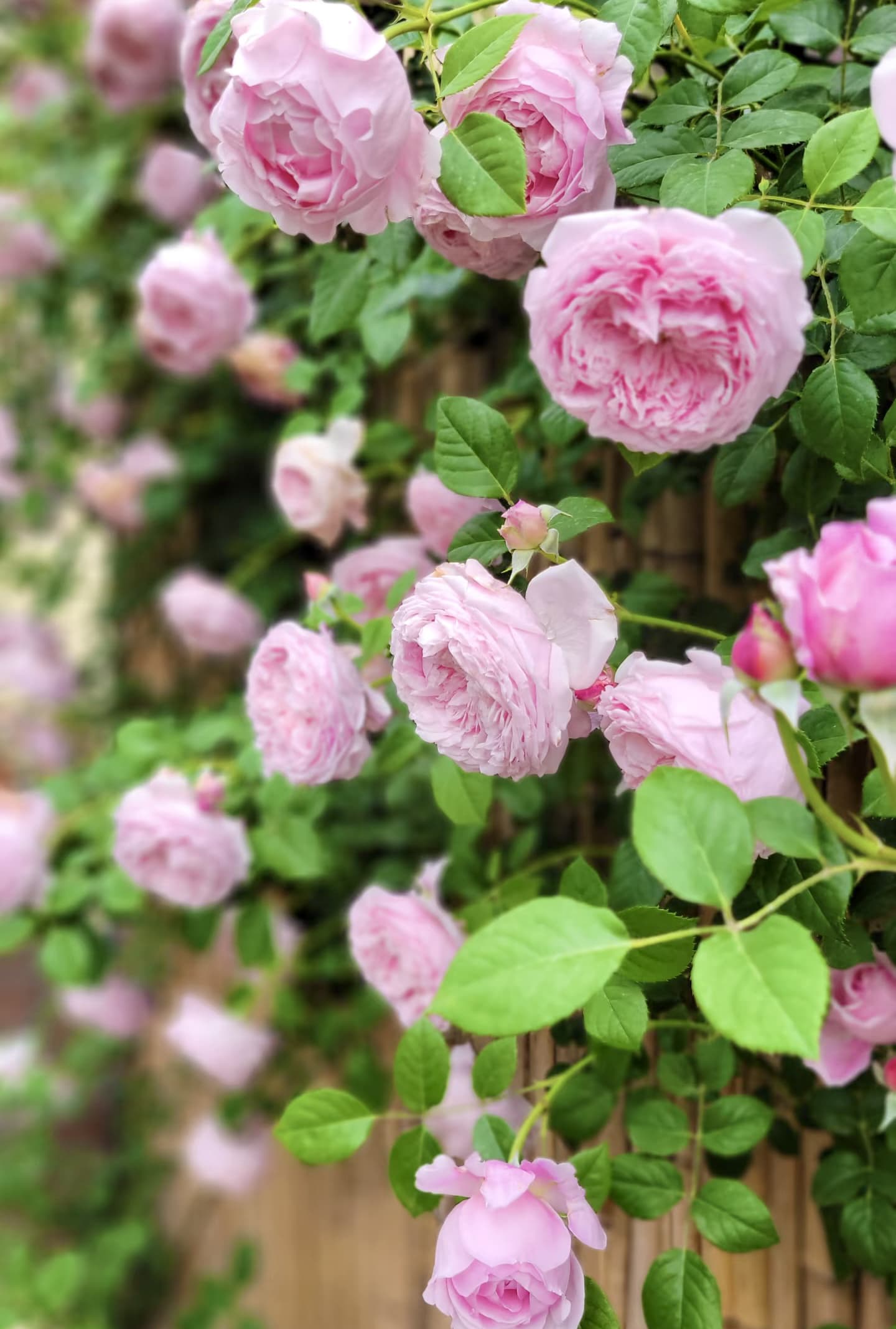 AUSbite English Climbing Rose | Strong Fragrance, Rapid Growth, Strong Disease Resistance, Own Root/Non-grafted
