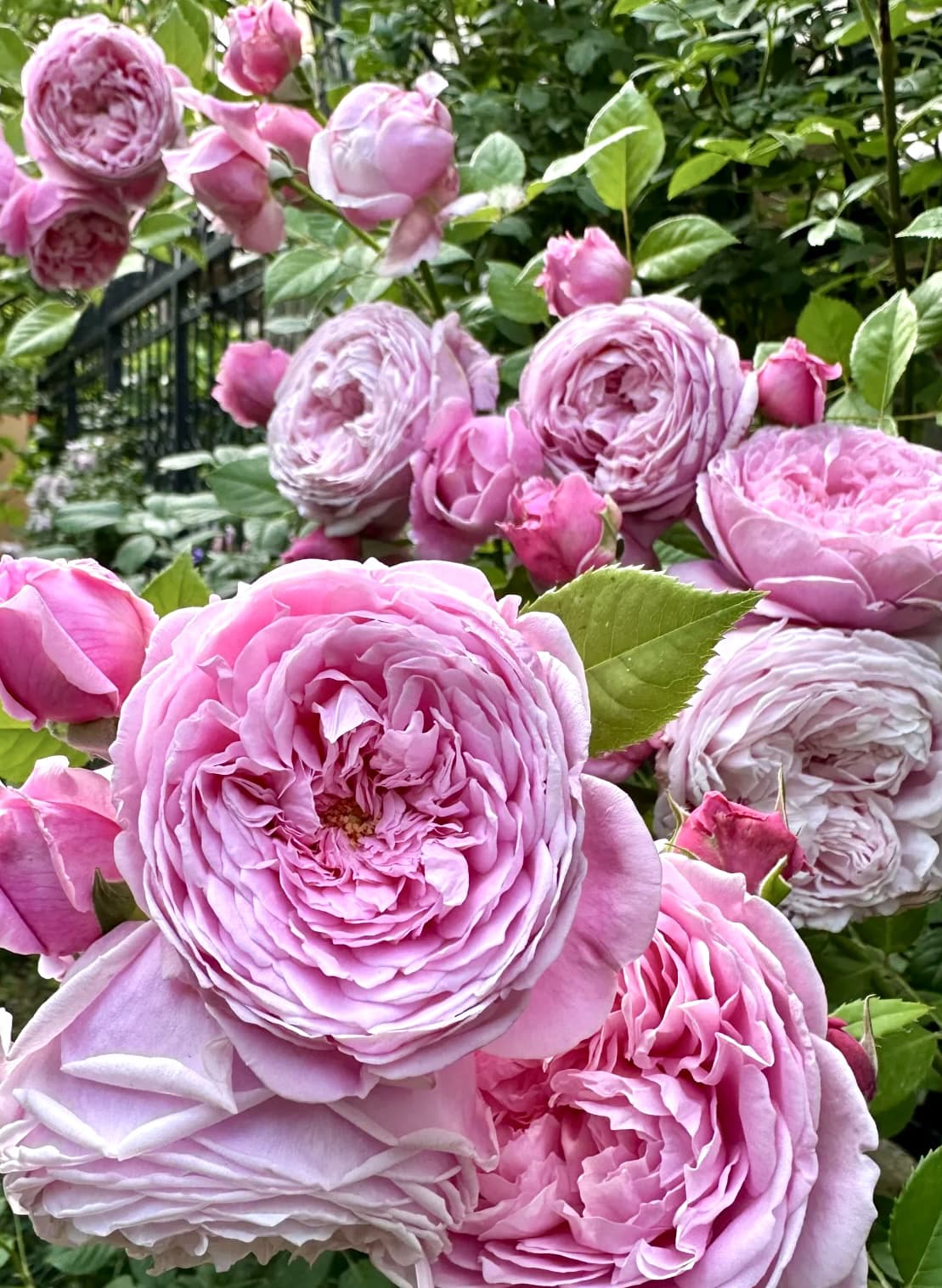 AUSbite English Climbing Rose | Strong Fragrance, Rapid Growth, Strong Disease Resistance, Own Root/Non-grafted
