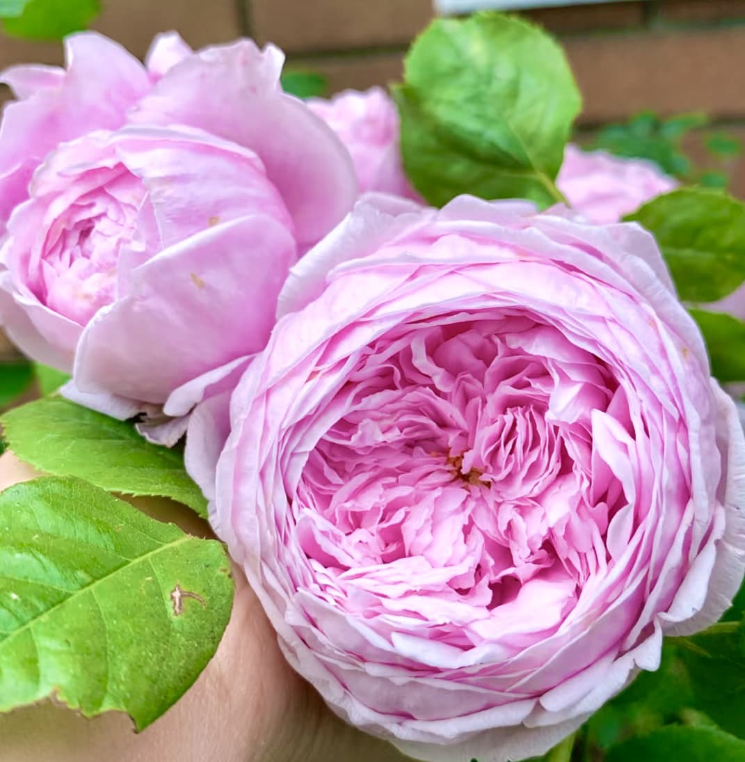 AUSbite English Climbing Rose | Strong Fragrance, Rapid Growth, Strong Disease Resistance, Own Root/Non-grafted