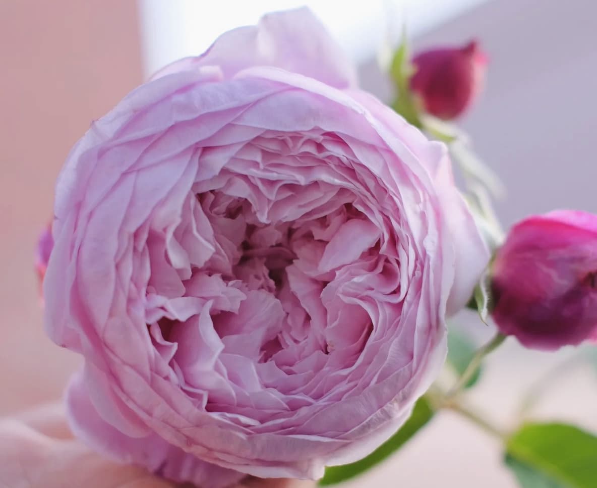 AUSbite English Climbing Rose | Strong Fragrance, Rapid Growth, Strong Disease Resistance, Own Root/Non-grafted