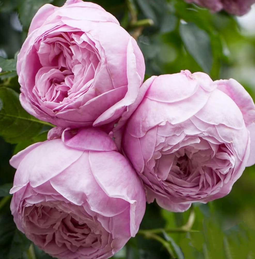 AUSbite English Climbing Rose | Strong Fragrance, Rapid Growth, Strong Disease Resistance, Own Root/Non-grafted