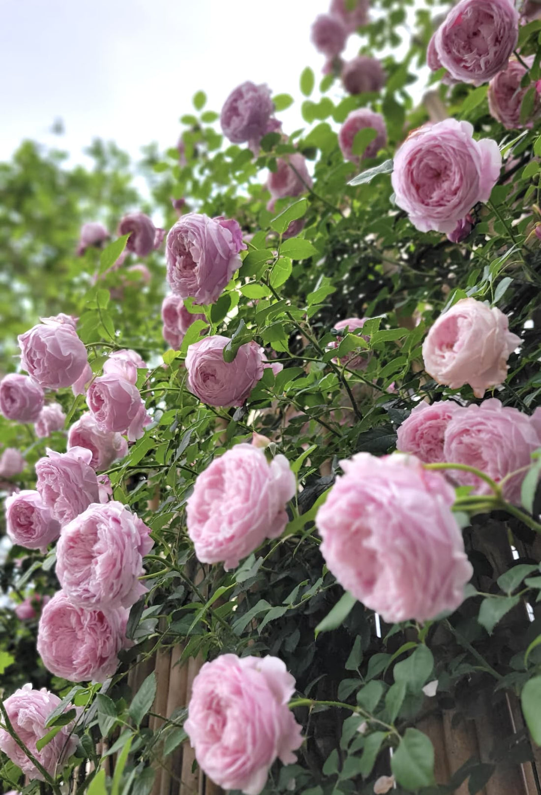 AUSbite English Climbing Rose | Strong Fragrance, Rapid Growth, Strong Disease Resistance, Own Root/Non-grafted