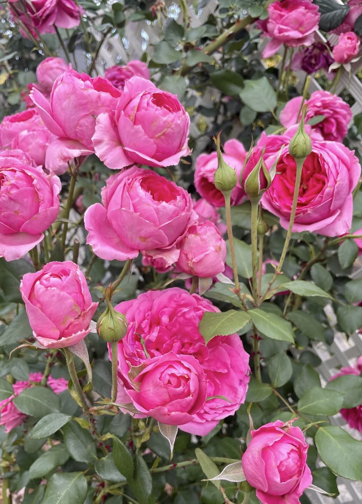 Parade | Climbing Rose, Rapid Growth, Strong Disease Resistance, Cuttings, Own Root/Non-grafted