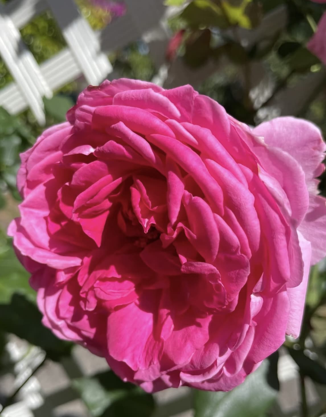 Parade | Climbing Rose, Rapid Growth, Strong Disease Resistance, Cuttings, Own Root/Non-grafted