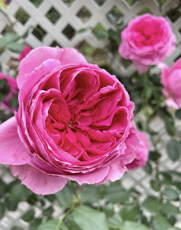 Parade | Climbing Rose, Rapid Growth, Strong Disease Resistance, Cuttings, Own Root/Non-grafted