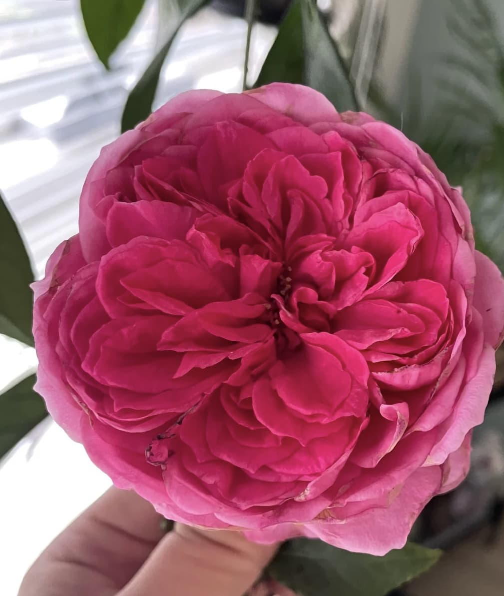Parade | Climbing Rose, Rapid Growth, Strong Disease Resistance, Cuttings, Own Root/Non-grafted