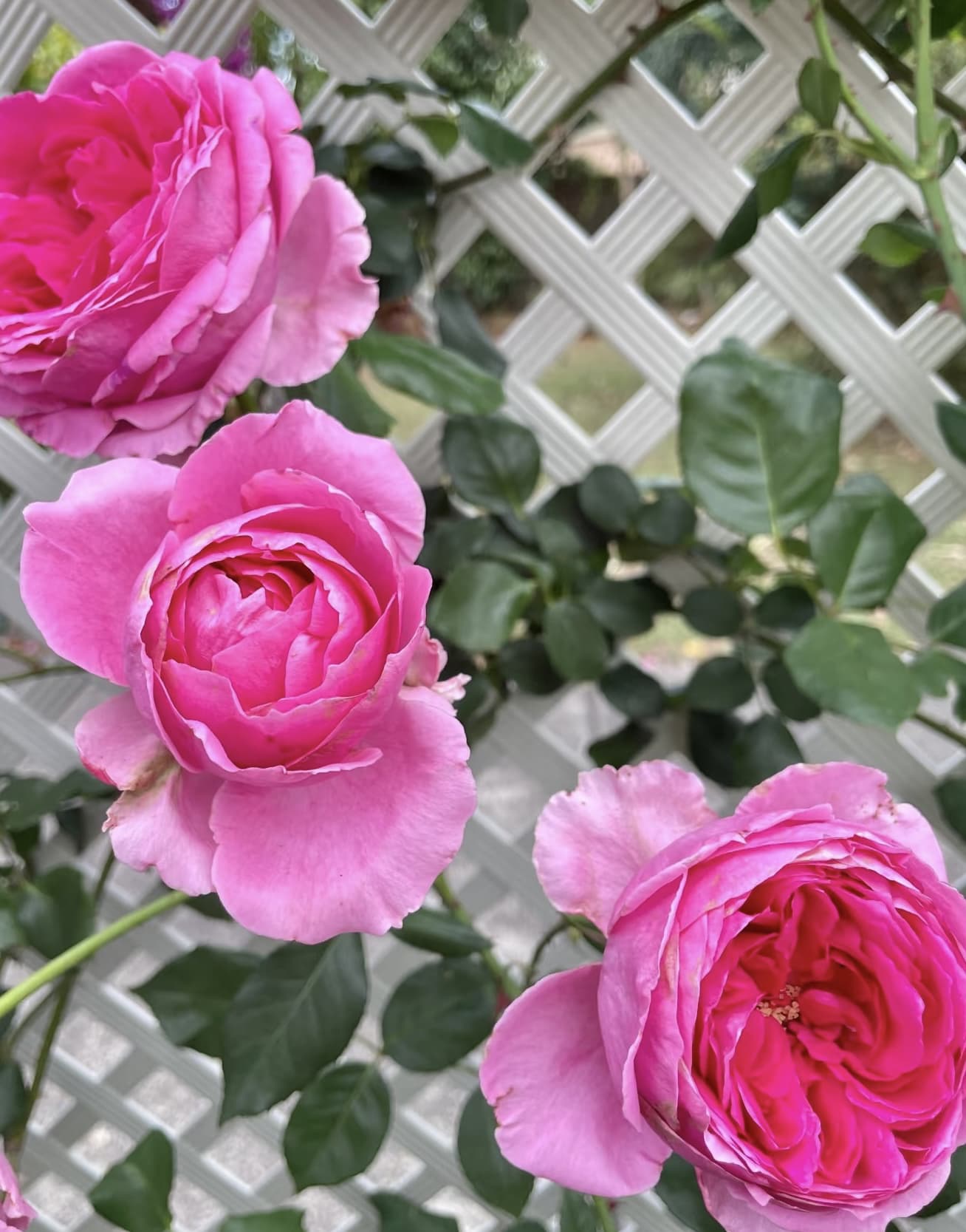 Parade | Climbing Rose, Rapid Growth, Strong Disease Resistance, Cuttings, Own Root/Non-grafted