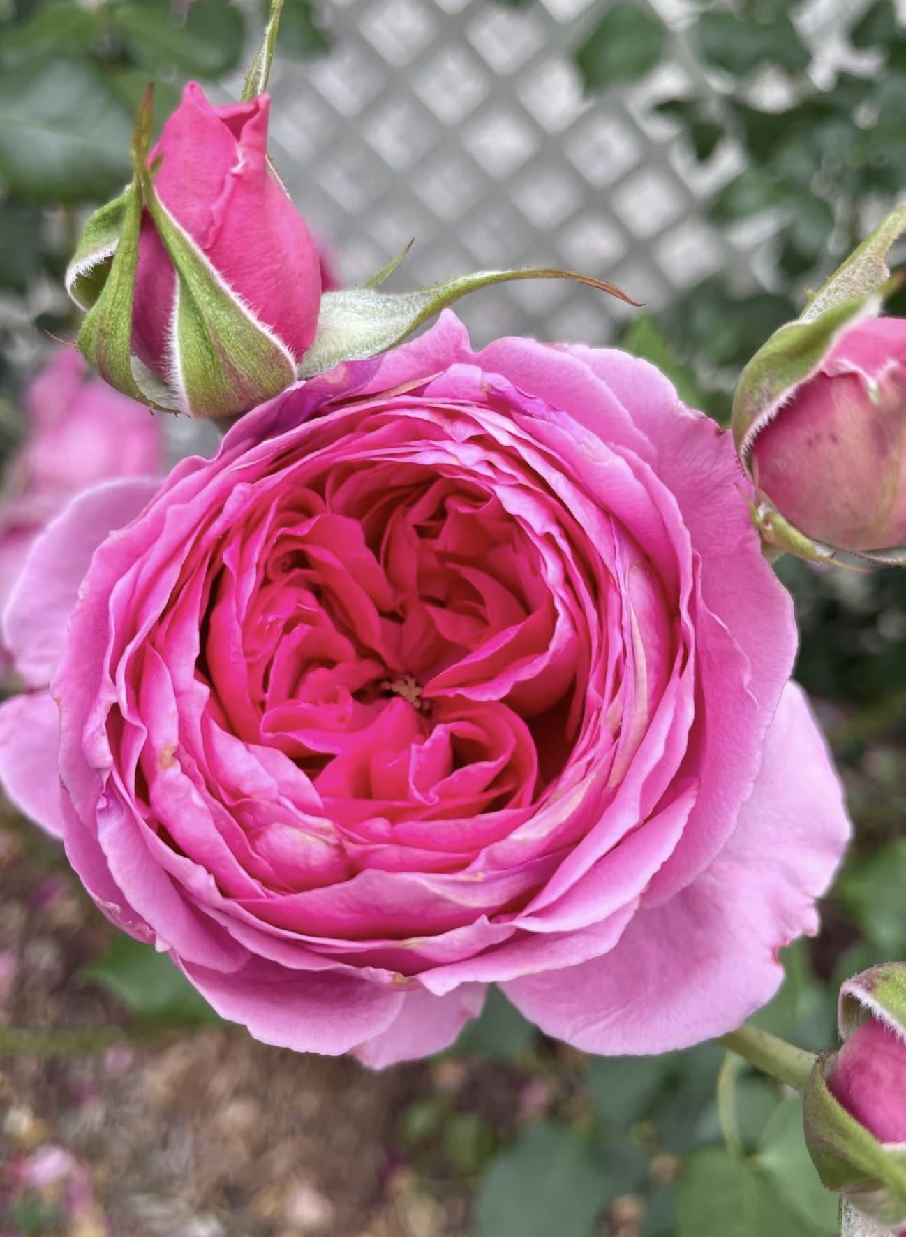 Parade | Climbing Rose, Rapid Growth, Strong Disease Resistance, Cuttings, Own Root/Non-grafted