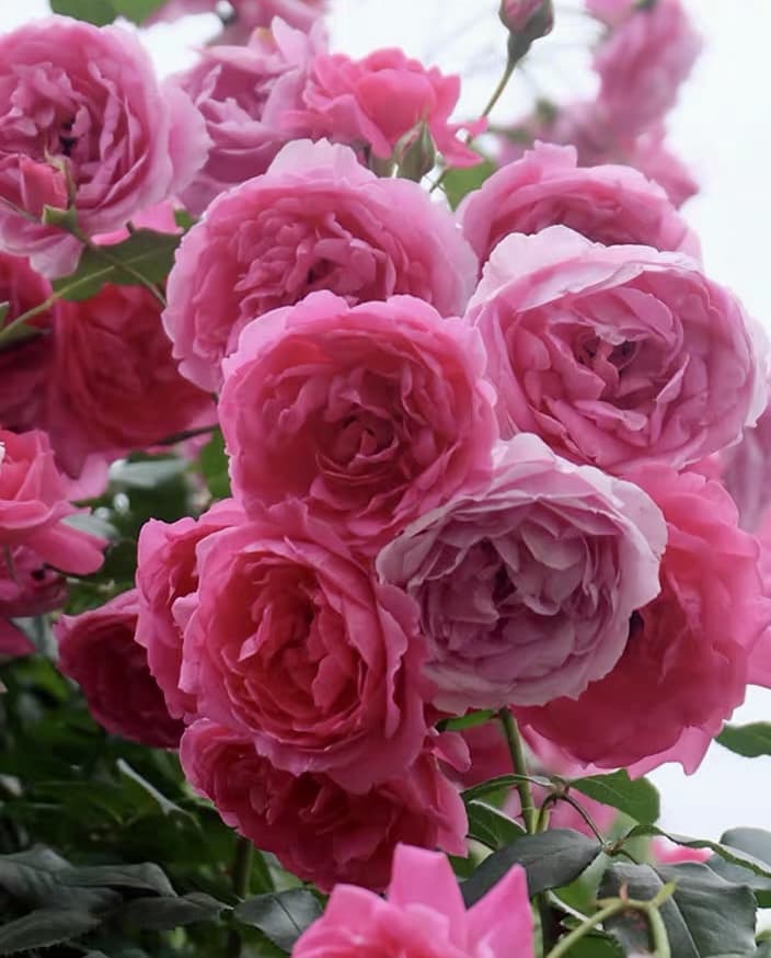 Parade | Climbing Rose, Rapid Growth, Strong Disease Resistance, Cuttings, Own Root/Non-grafted