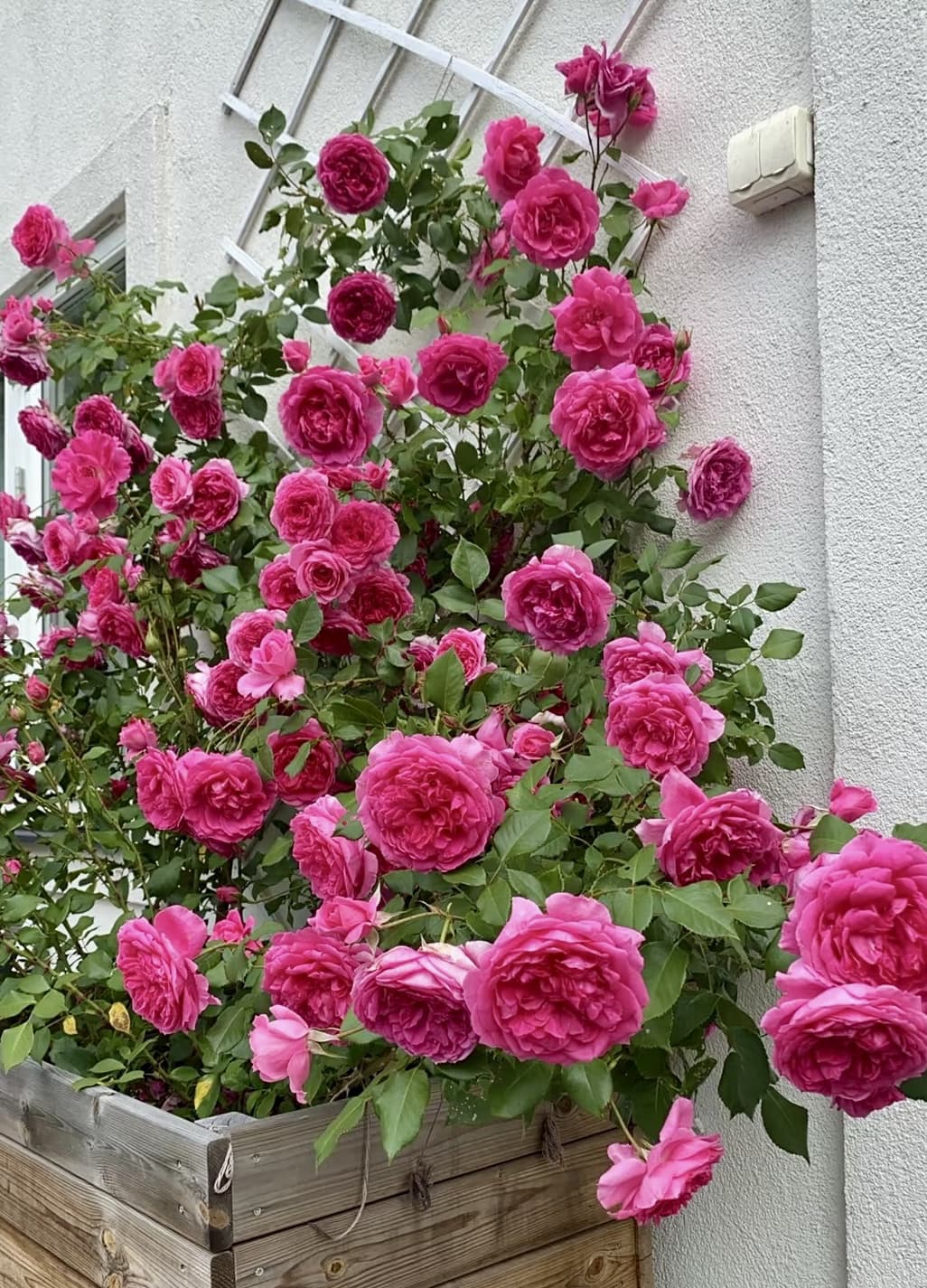 Parade | Climbing Rose, Rapid Growth, Strong Disease Resistance, Cuttings, Own Root/Non-grafted
