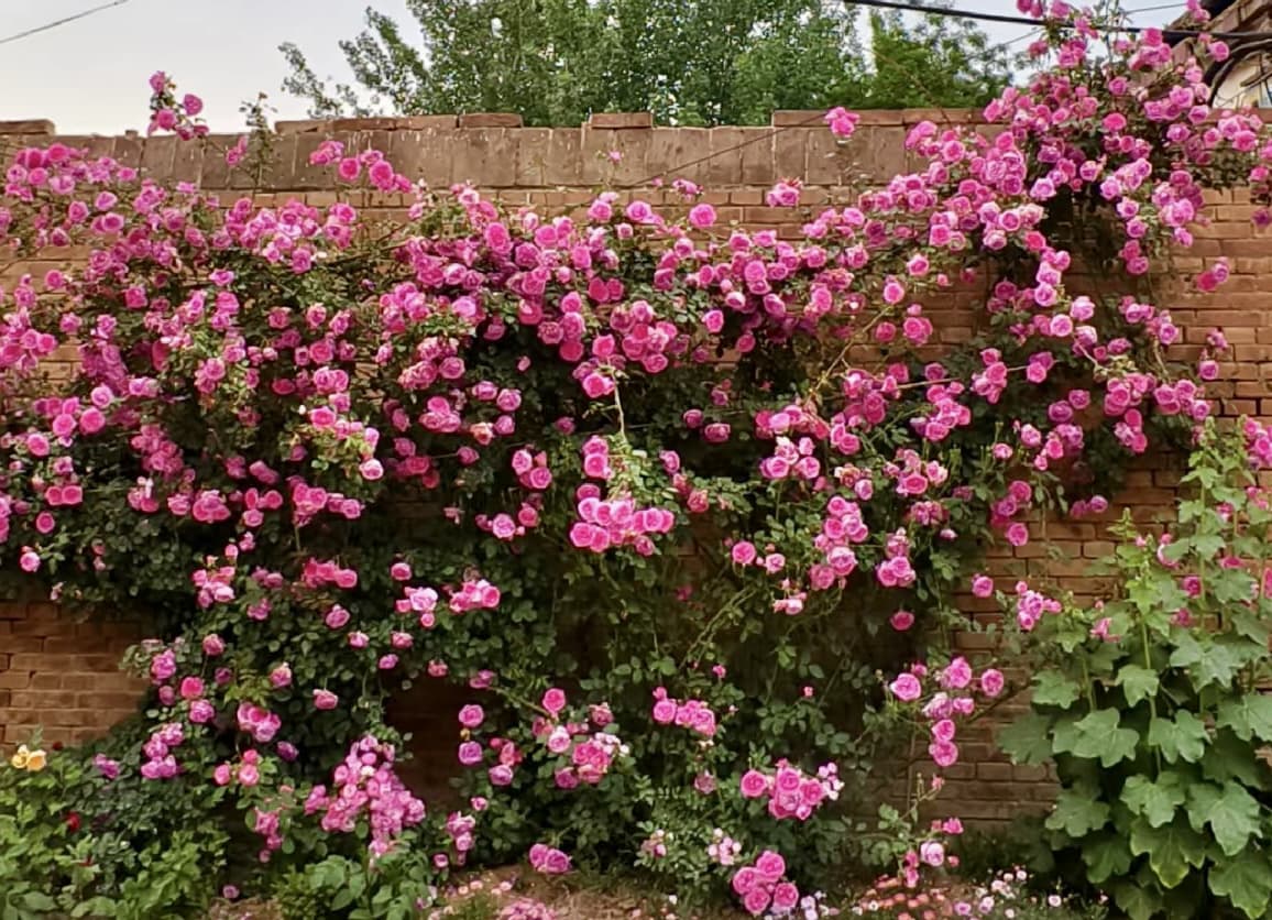 Parade | Climbing Rose, Rapid Growth, Strong Disease Resistance, Cuttings, Own Root/Non-grafted