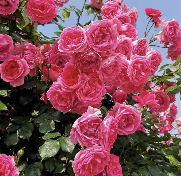 Parade | Climbing Rose, Rapid Growth, Strong Disease Resistance, Cuttings, Own Root/Non-grafted
