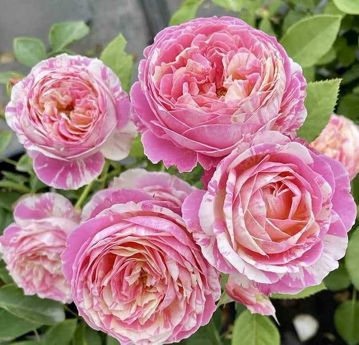 Claude Monet | Shrub Rose, Strong Disease Resistance, Beginner Friendly, Heat Tolerance, Own Root/Non-grafted