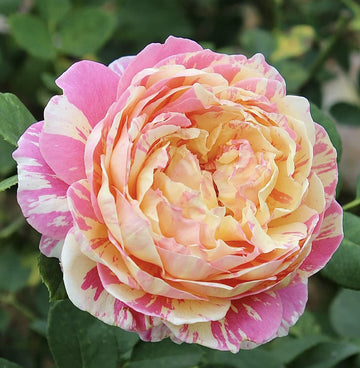 Claude Monet | Shrub Rose, Strong Disease Resistance, Beginner Friendly, Heat Tolerance, Own Root/Non-grafted