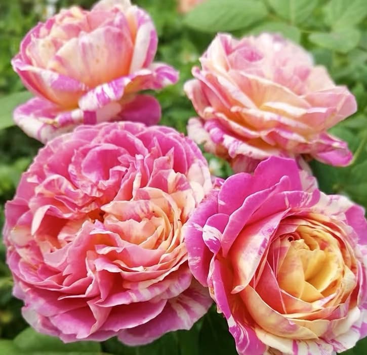 Claude Monet | Shrub Rose, Strong Disease Resistance, Beginner Friendly, Heat Tolerance, Own Root/Non-grafted