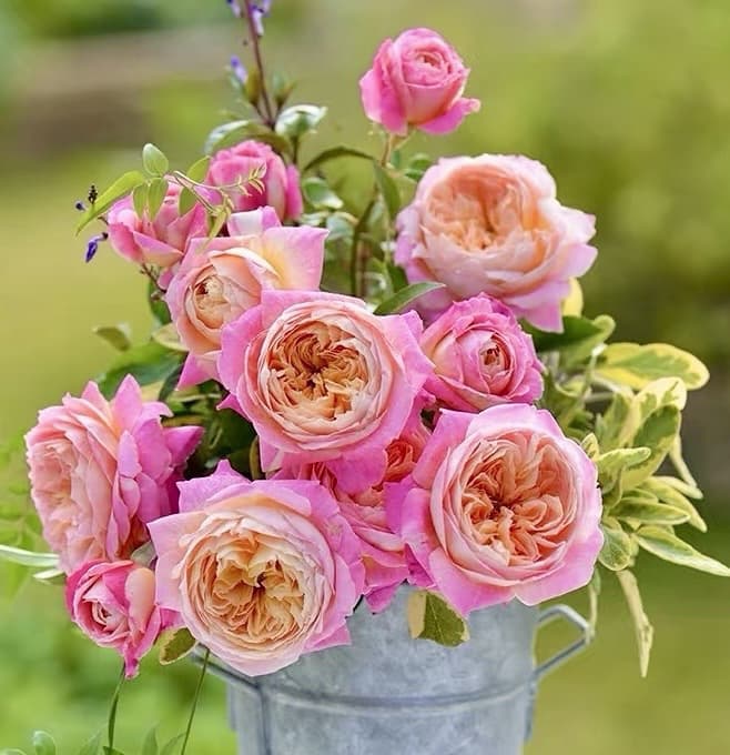Claude Monet | Shrub Rose, Strong Disease Resistance, Beginner Friendly, Heat Tolerance, Own Root/Non-grafted