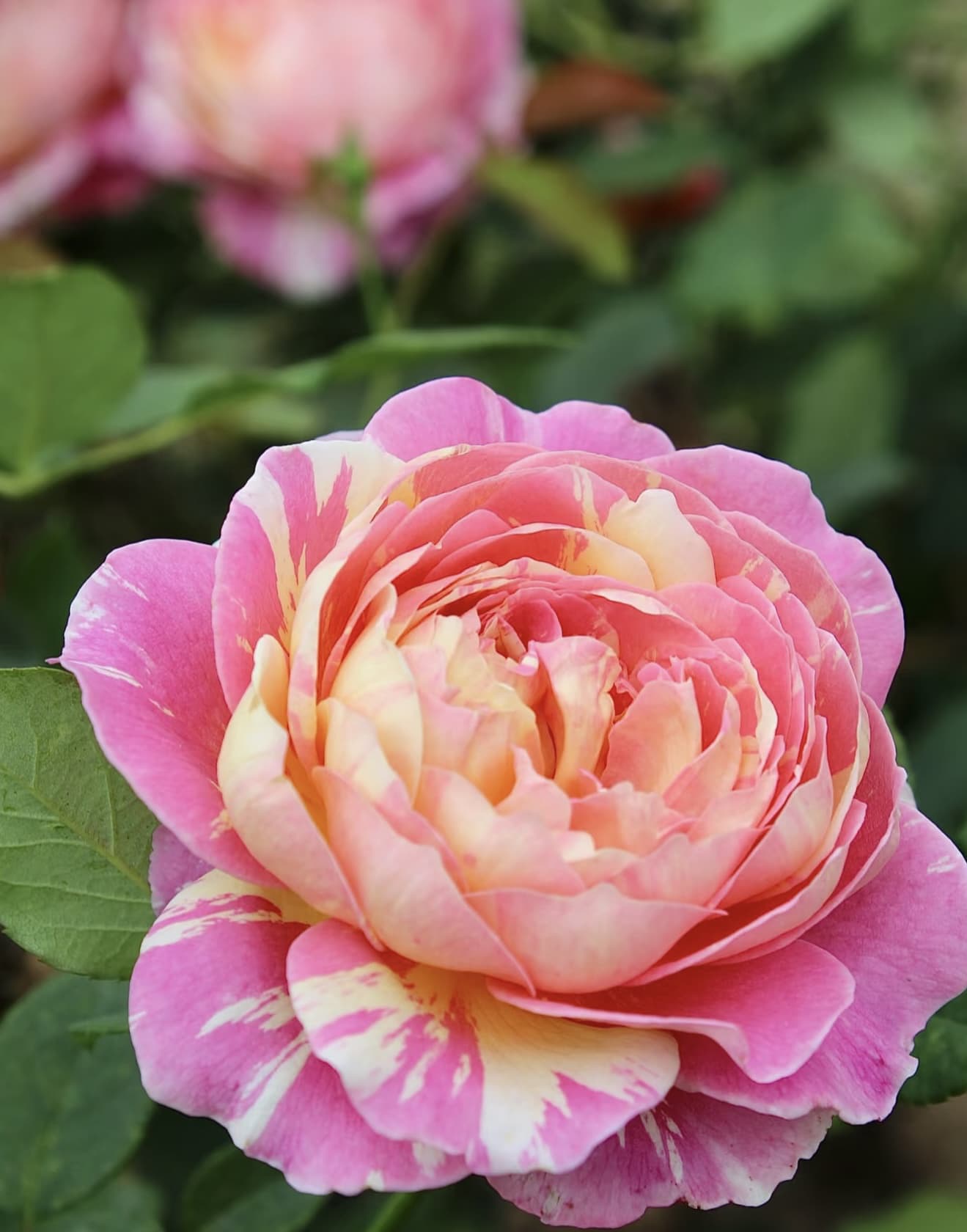 Claude Monet | Shrub Rose, Strong Disease Resistance, Beginner Friendly, Heat Tolerance, Own Root/Non-grafted