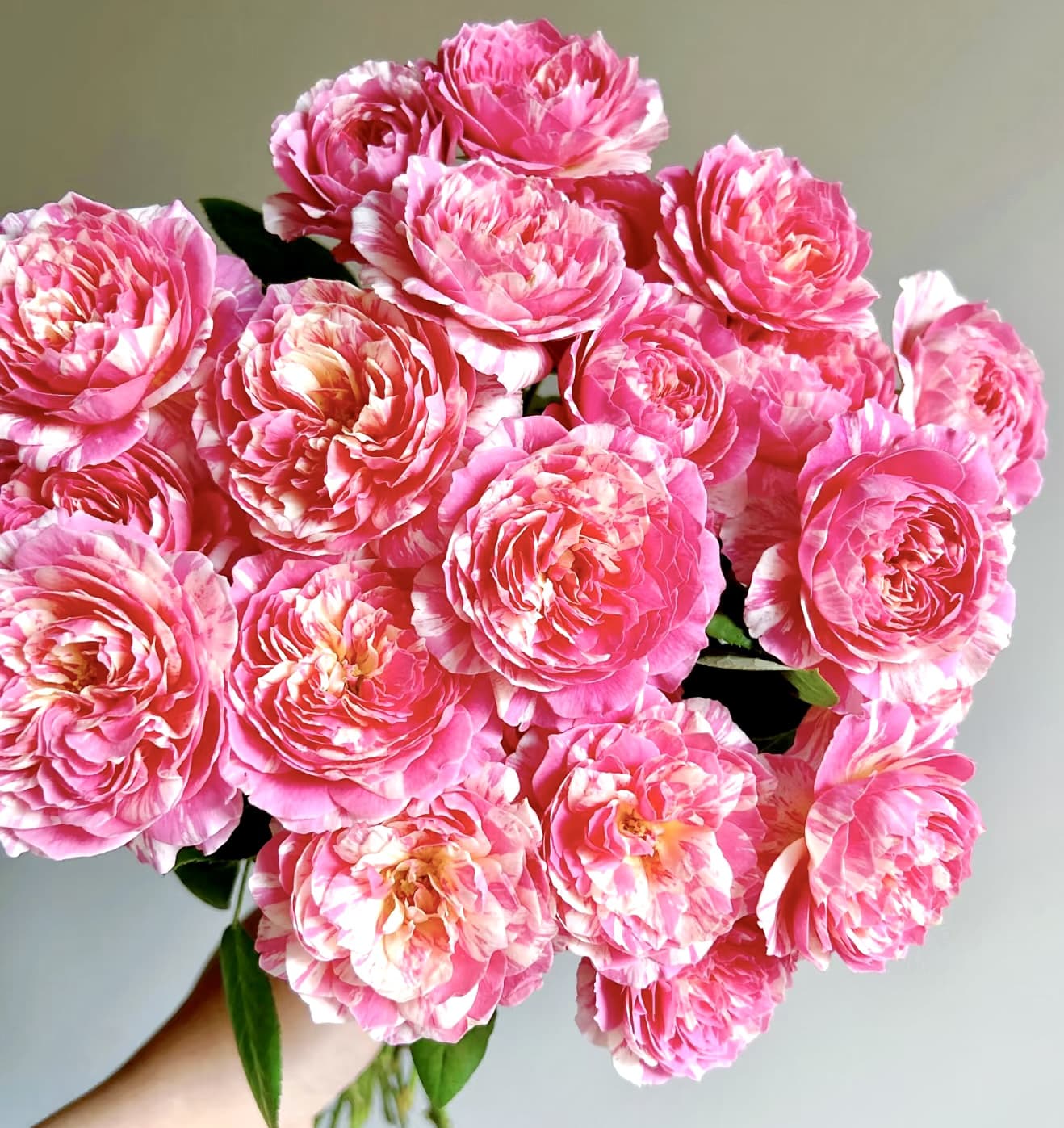Claude Monet | Shrub Rose, Strong Disease Resistance, Beginner Friendly, Heat Tolerance, Own Root/Non-grafted