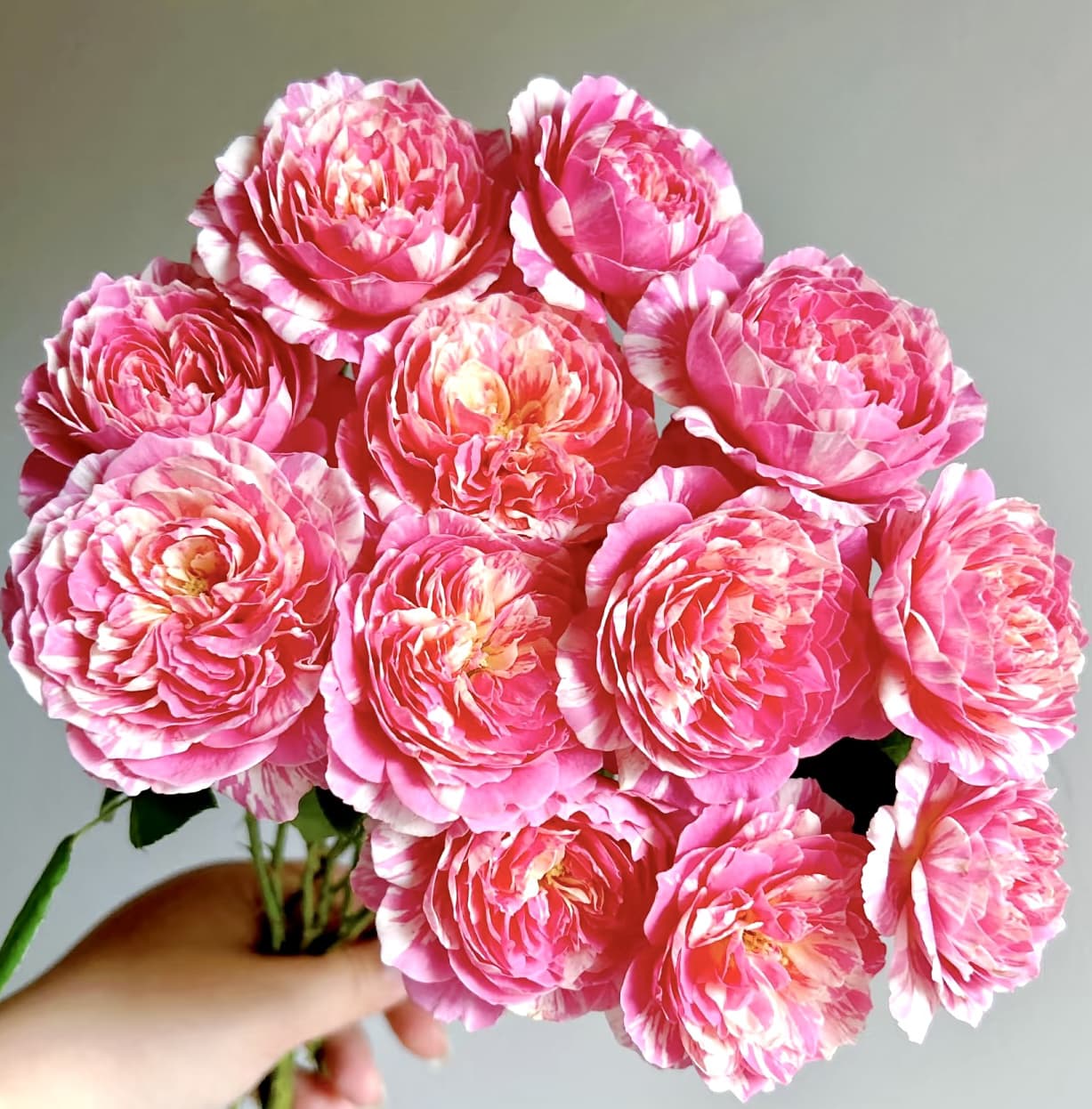 Claude Monet | Shrub Rose, Strong Disease Resistance, Beginner Friendly, Heat Tolerance, Own Root/Non-grafted