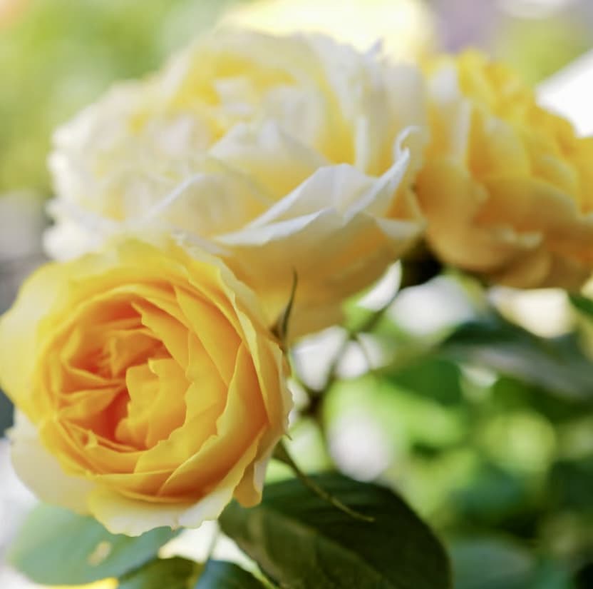 Canary Shrub Rose | Blooming Machine, Container Friendly, Beginner Friendly, Own Root/Non-grafted