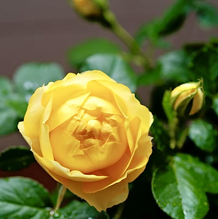 Canary Shrub Rose | Blooming Machine, Container Friendly, Beginner Friendly, Own Root/Non-grafted