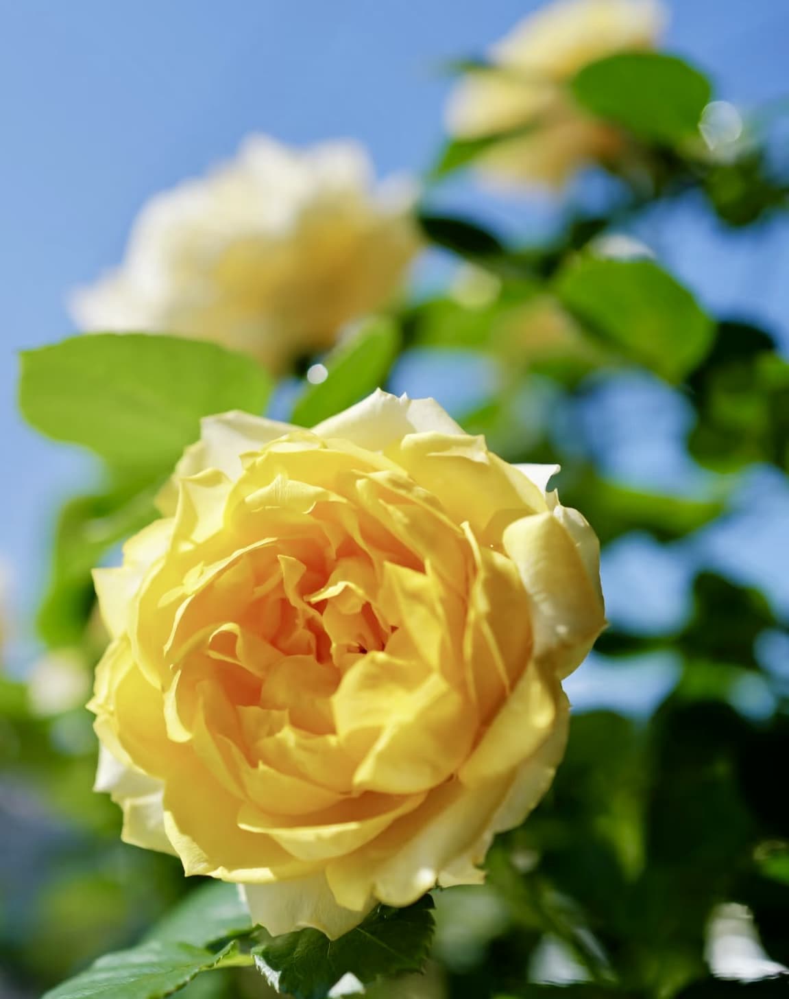 Canary Shrub Rose | Blooming Machine, Container Friendly, Beginner Friendly, Own Root/Non-grafted