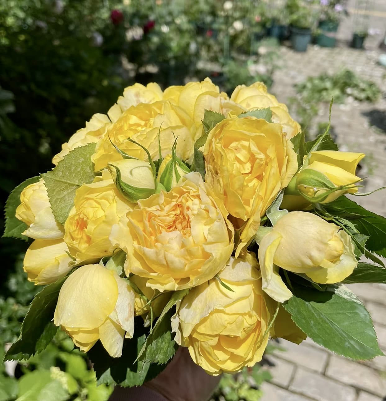 Canary Shrub Rose | Blooming Machine, Container Friendly, Beginner Friendly, Own Root/Non-grafted