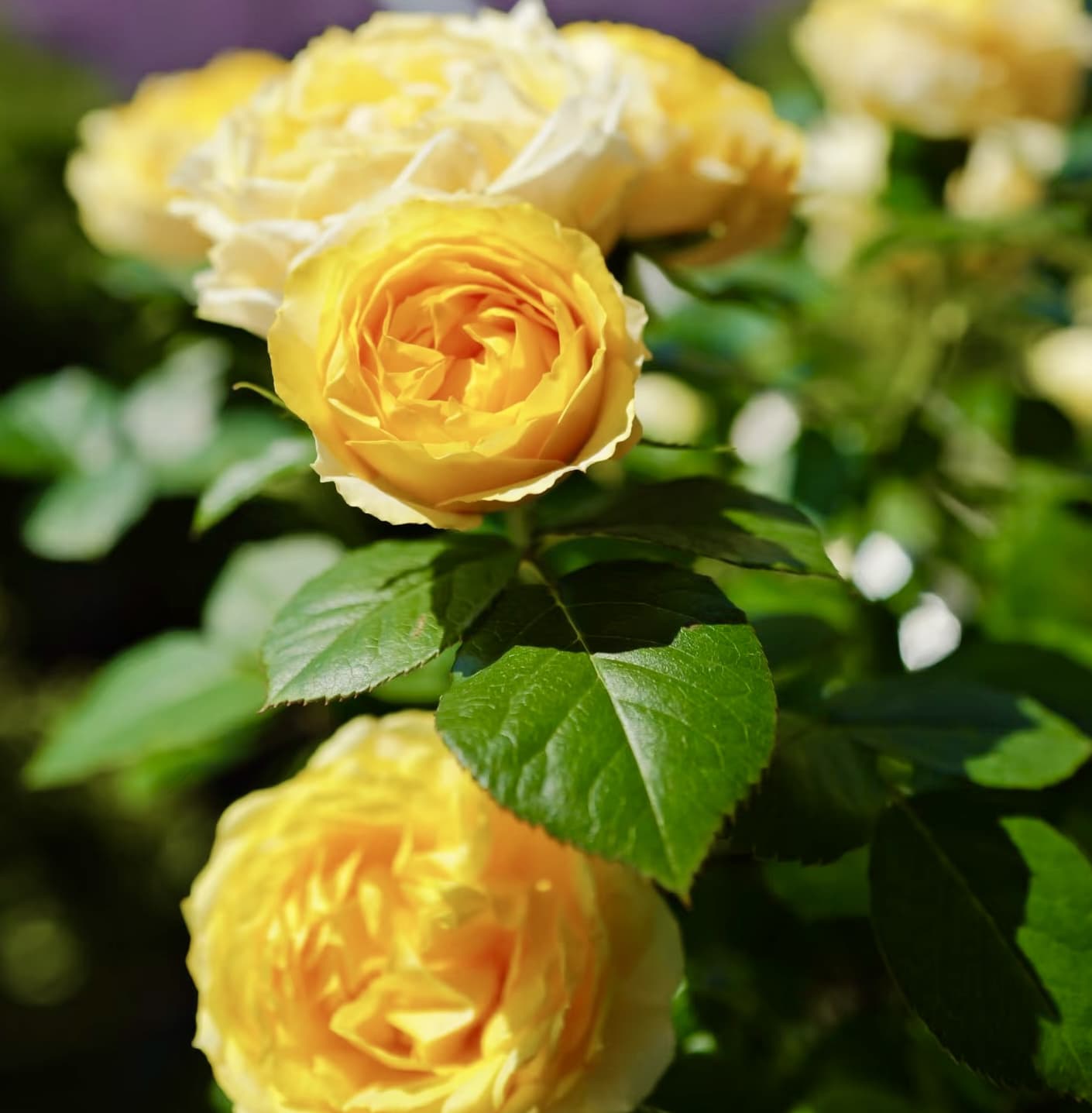 Canary Shrub Rose | Blooming Machine, Container Friendly, Beginner Friendly, Own Root/Non-grafted