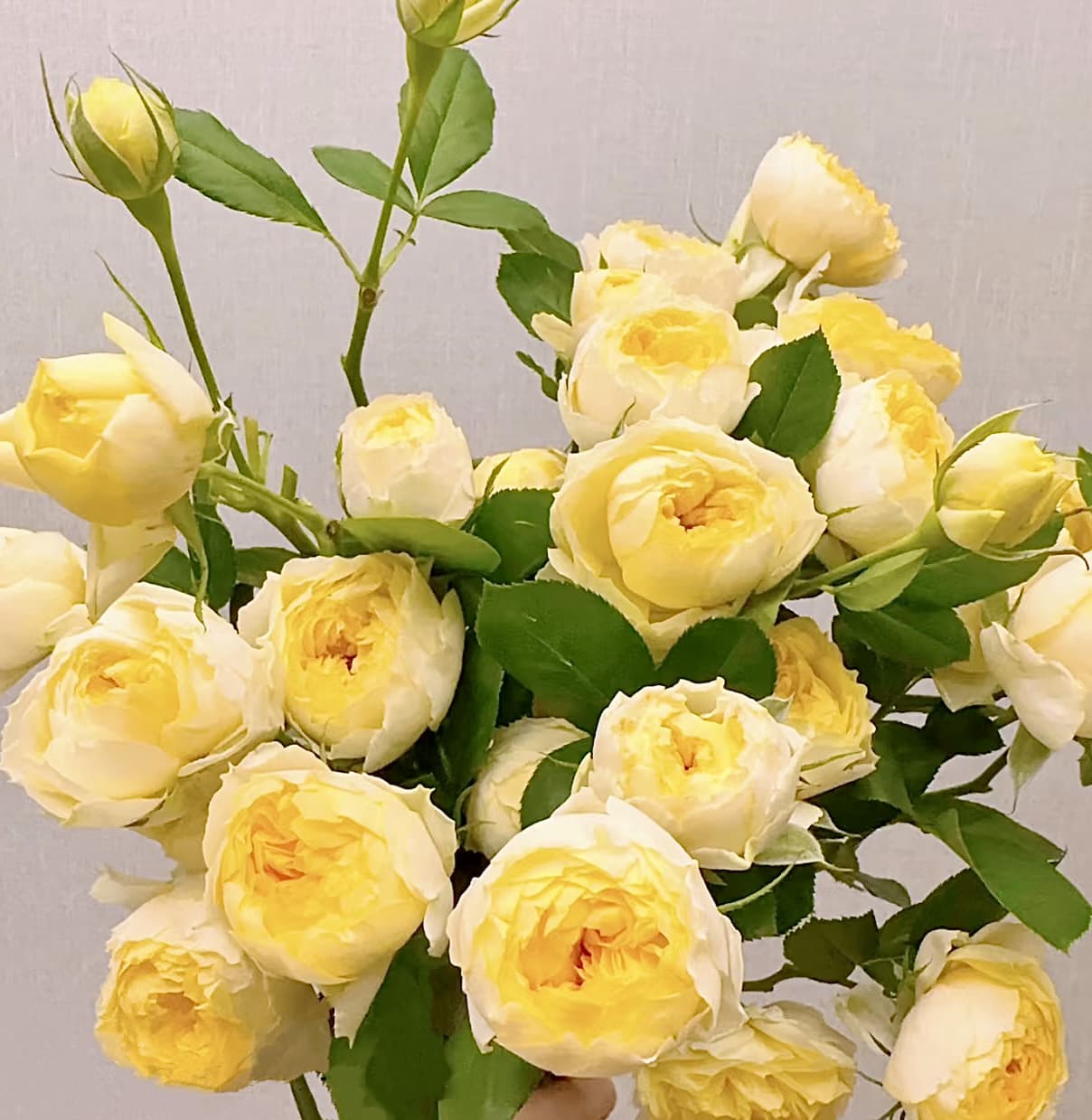 Canary Shrub Rose | Blooming Machine, Container Friendly, Beginner Friendly, Own Root/Non-grafted