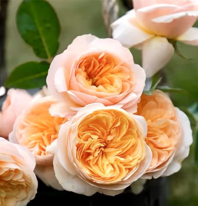 AUSjameson English Rose | Cuttings, Strong Disease Resistance, Own Root/Non-grafted