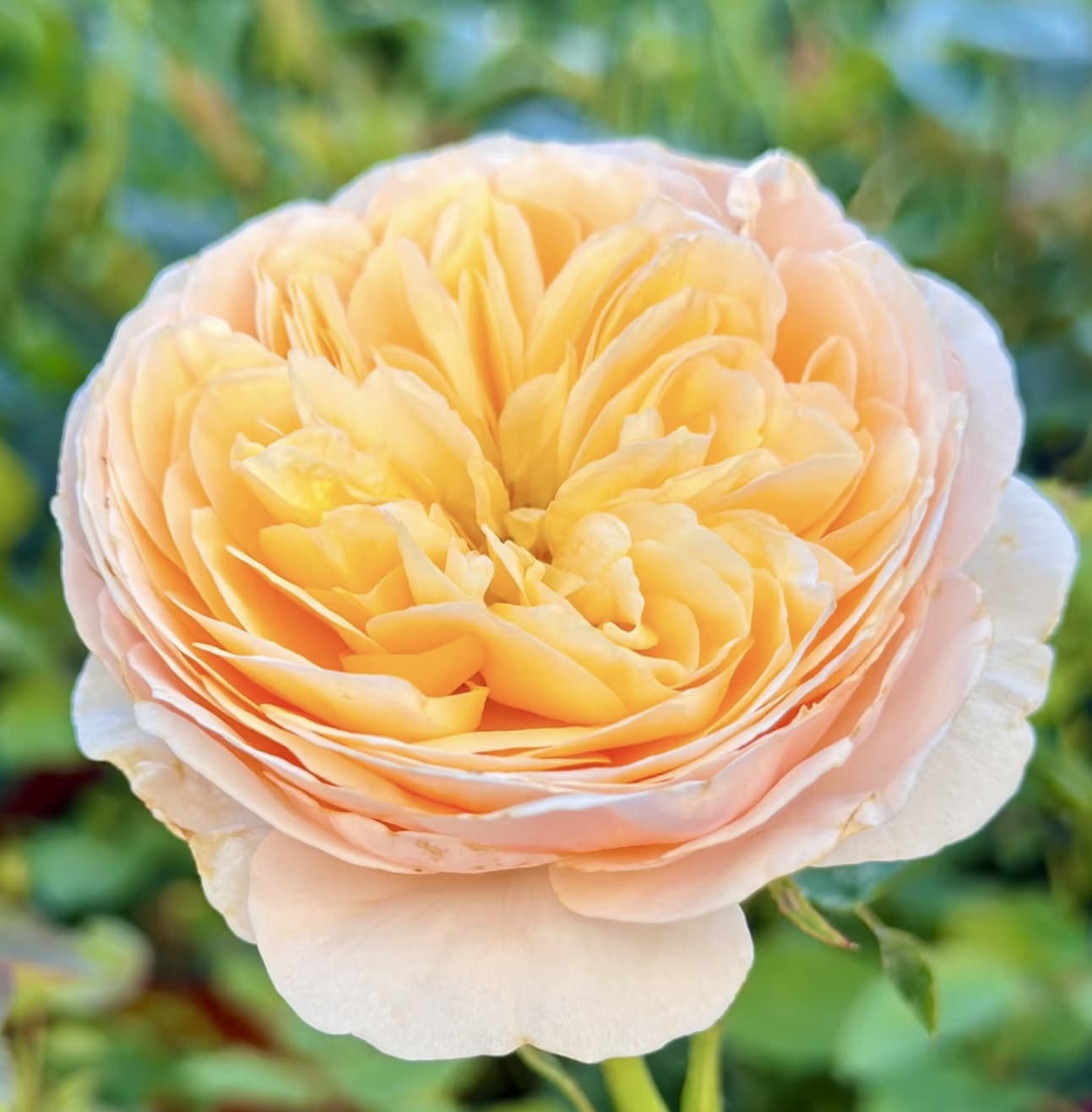 AUSjameson English Rose | Cuttings, Strong Disease Resistance, Own Root/Non-grafted