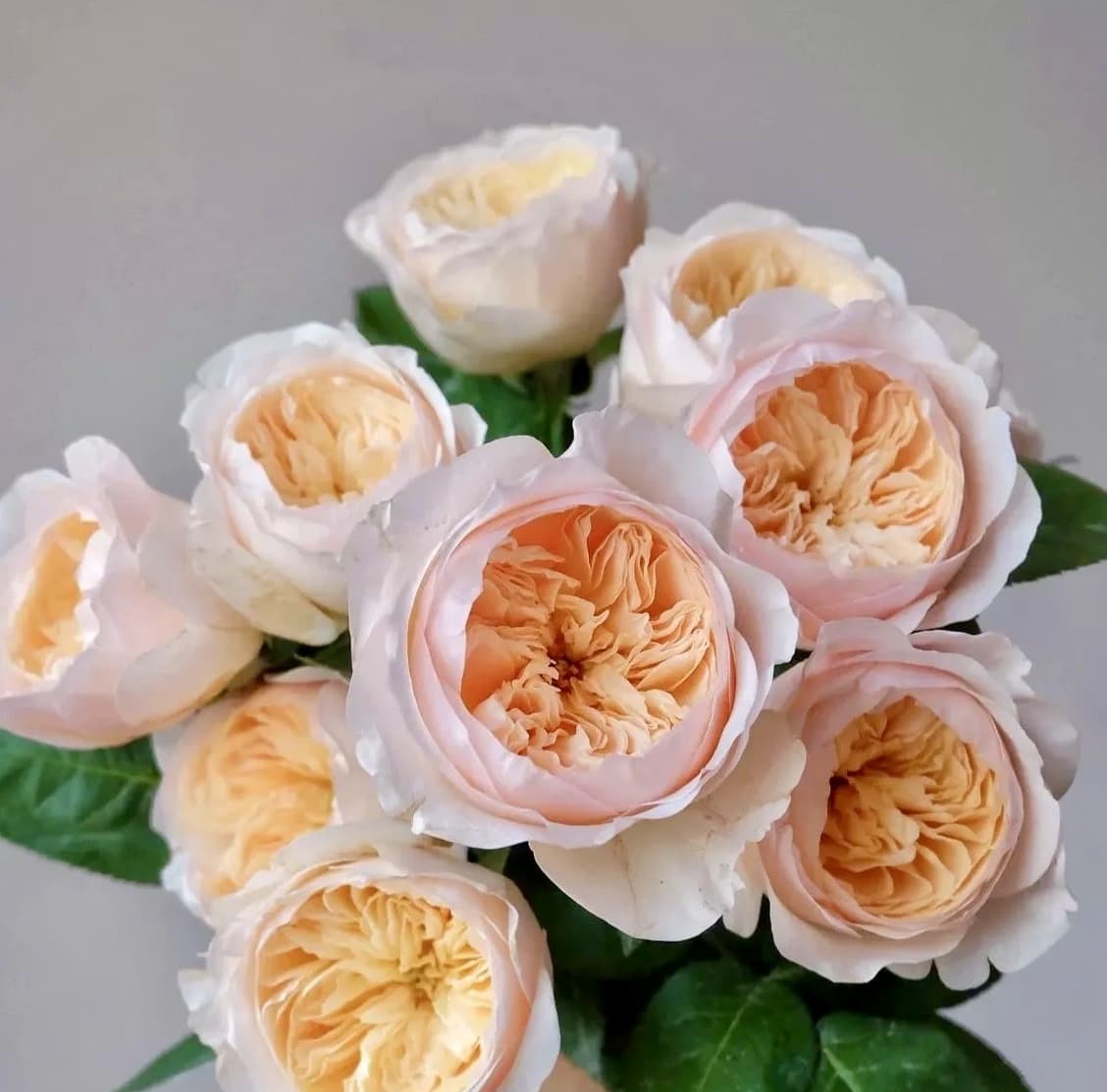 AUSjameson English Rose | Cuttings, Strong Disease Resistance, Own Root/Non-grafted