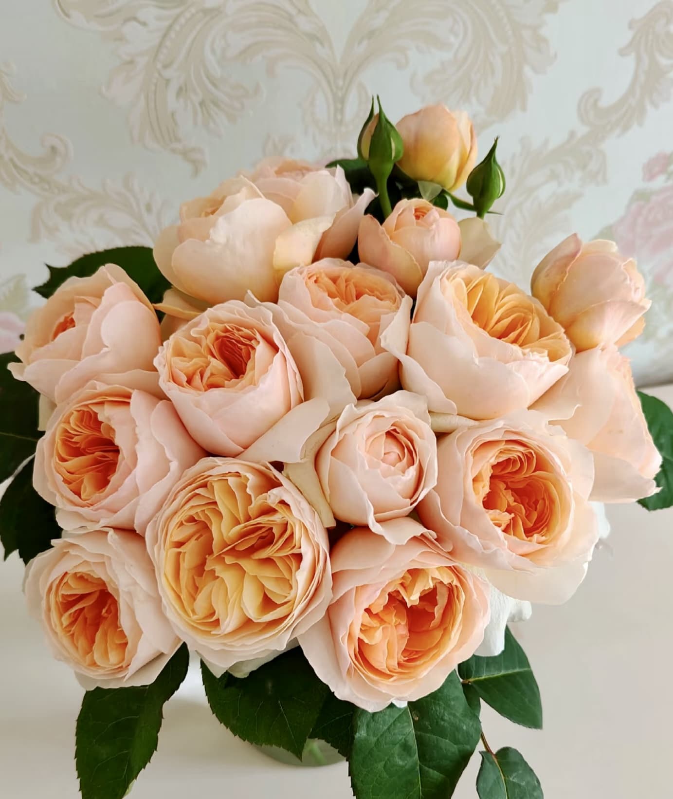 AUSjameson English Rose | Cuttings, Strong Disease Resistance, Own Root/Non-grafted