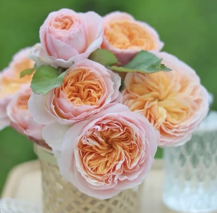 AUSjameson English Rose | Cuttings, Strong Disease Resistance, Own Root/Non-grafted