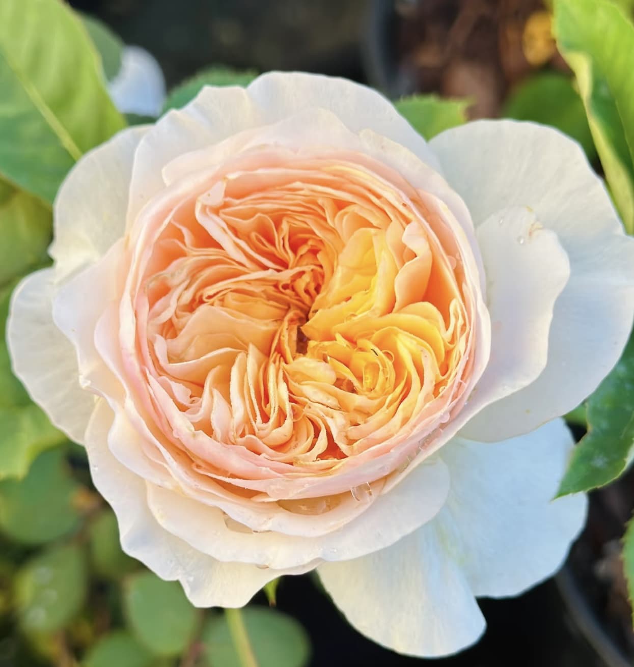 AUSjameson English Rose | Cuttings, Strong Disease Resistance, Own Root/Non-grafted