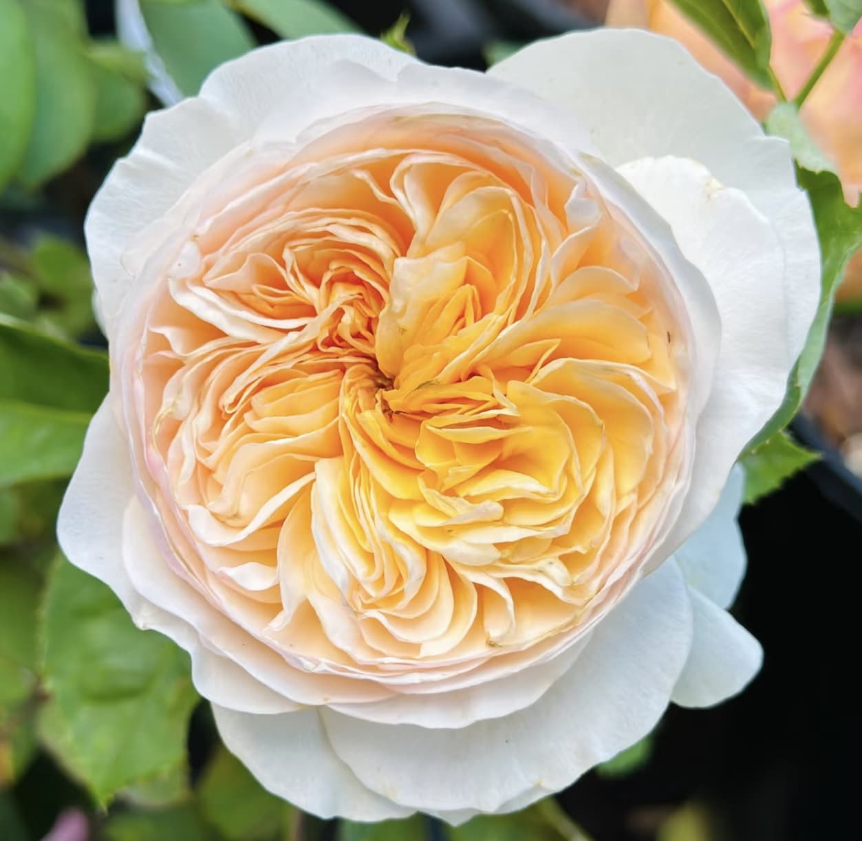 AUSjameson English Rose | Cuttings, Strong Disease Resistance, Own Root/Non-grafted
