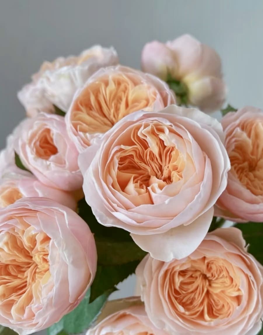 AUSjameson English Rose | Cuttings, Strong Disease Resistance, Own Root/Non-grafted